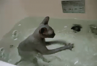 Bath Cat