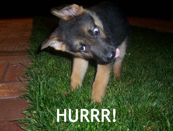 puppies are cute