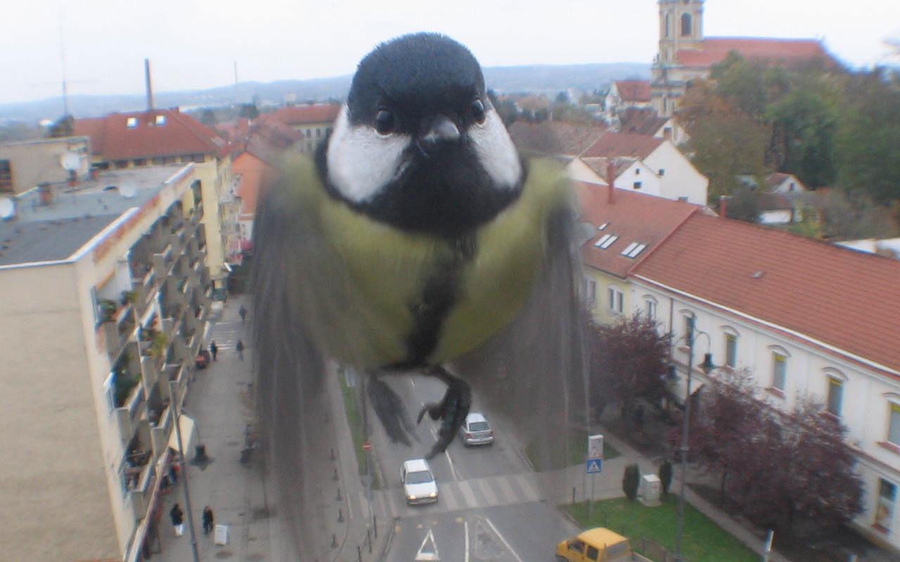 Great tit