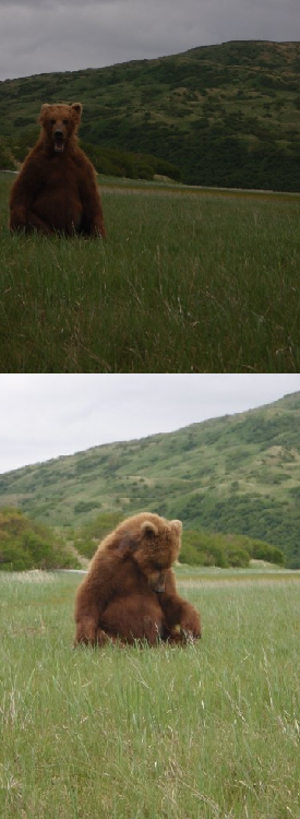 Grizzly