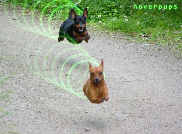 Hover Pups