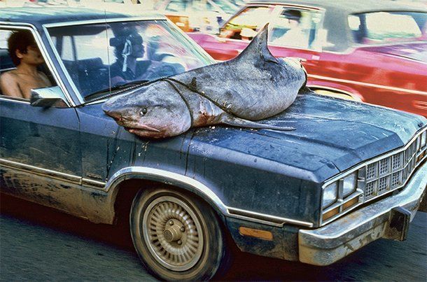 What was that doing in the road?