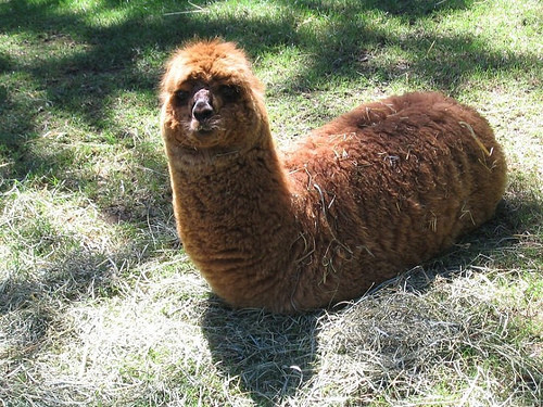 Lama Worm