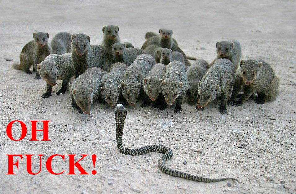 out numbered and out gunned