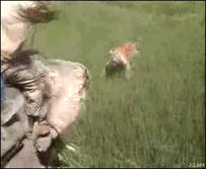 tiger