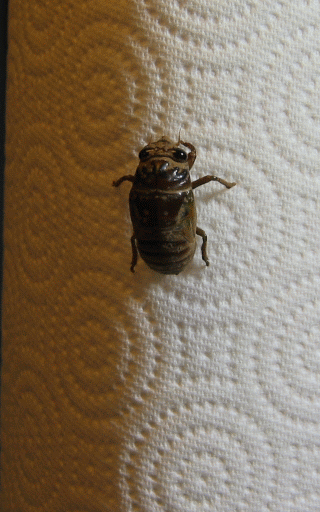 Horrible bug