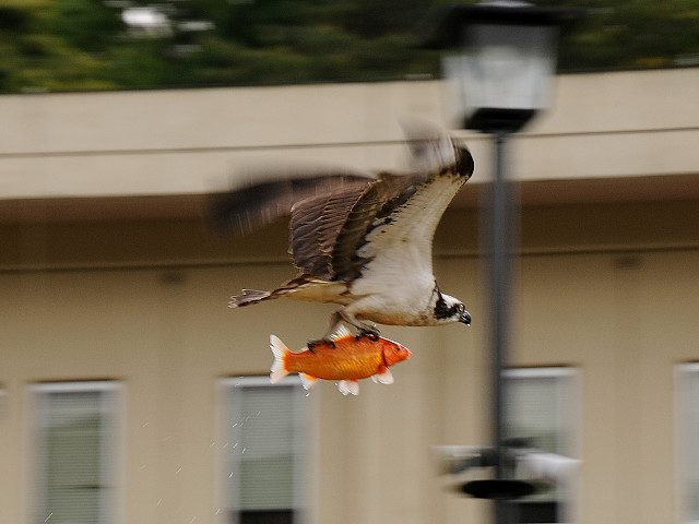 Goldfish an fly with Osprey airlines