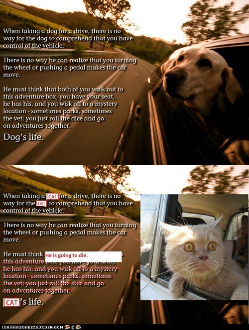 Dog and Cat's life