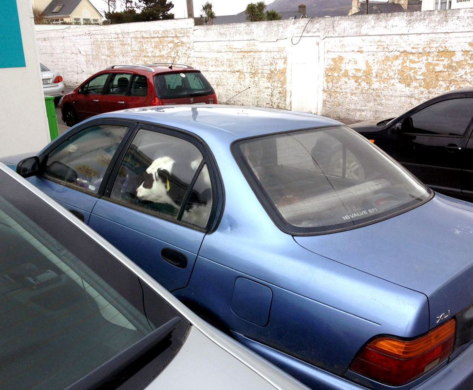 Cow in the car