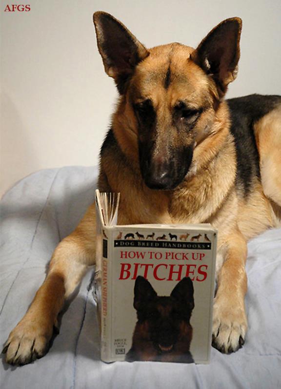 How to pick up bitches