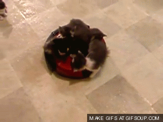 kitten vacuum