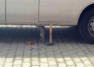 cat maintenance