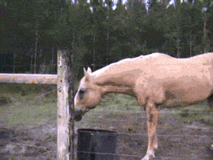 run!