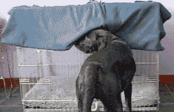 dog blanket