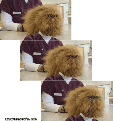 cat man head