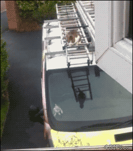spider cat