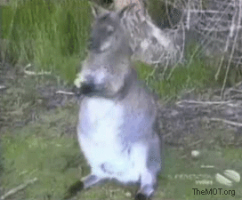 yoink