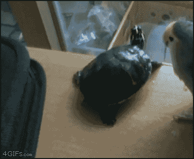 bad bird
