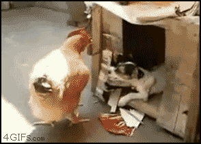 dog drags chicken