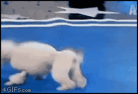 dog flips