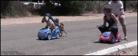 dog race
