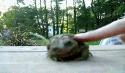 frog tickle