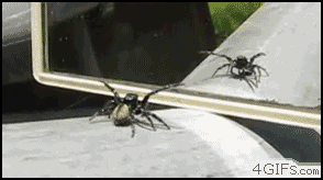spider dance
