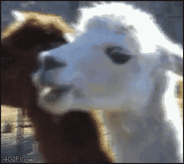 llama face