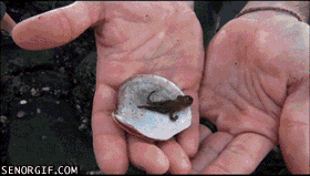 mini octopus