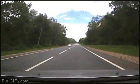 roadkill