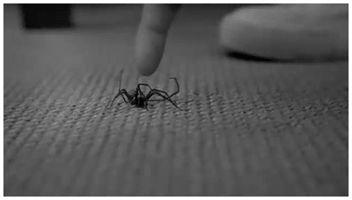 spider pwn