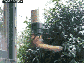 spinning squirrel