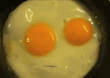 egg yolk