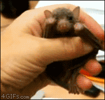 baby bat yawning
