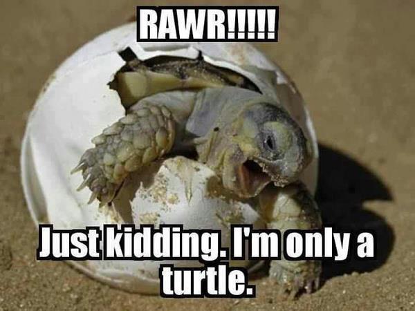 rawr!!