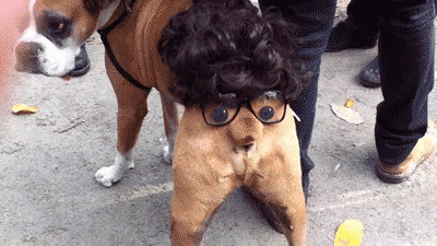 boxer wag