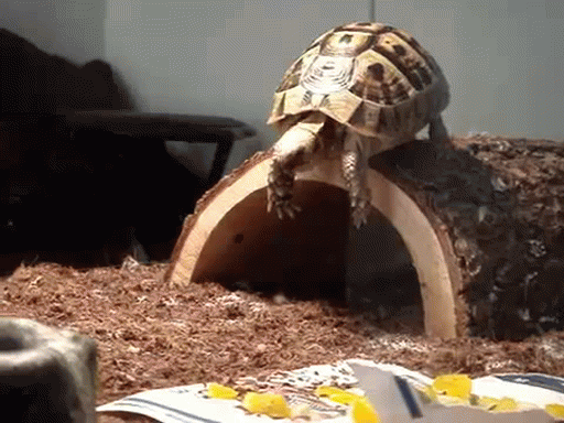 Tortoise Fail