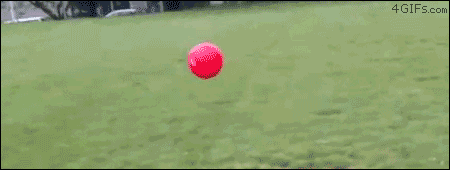 flying dog