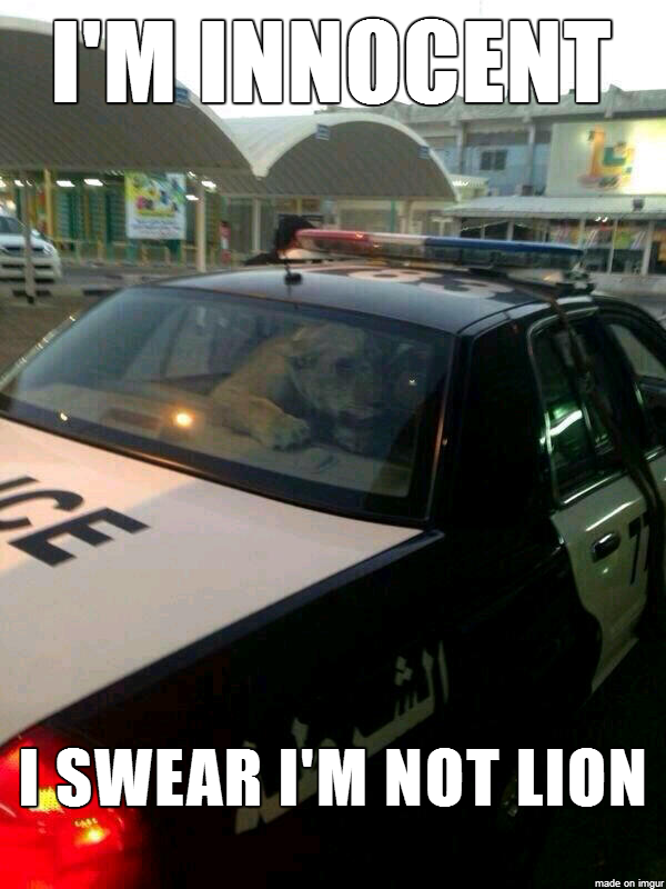 I'm not lion