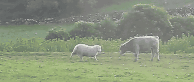 Ram vs. Bull
