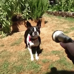 Dog Water Gun
