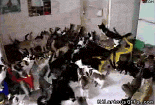 Cat Chaos