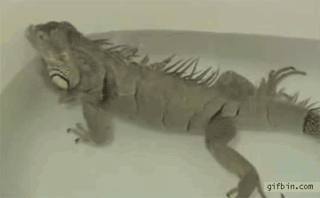 Iguana Fart